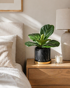 Fidel M (Ficus Lyrata)