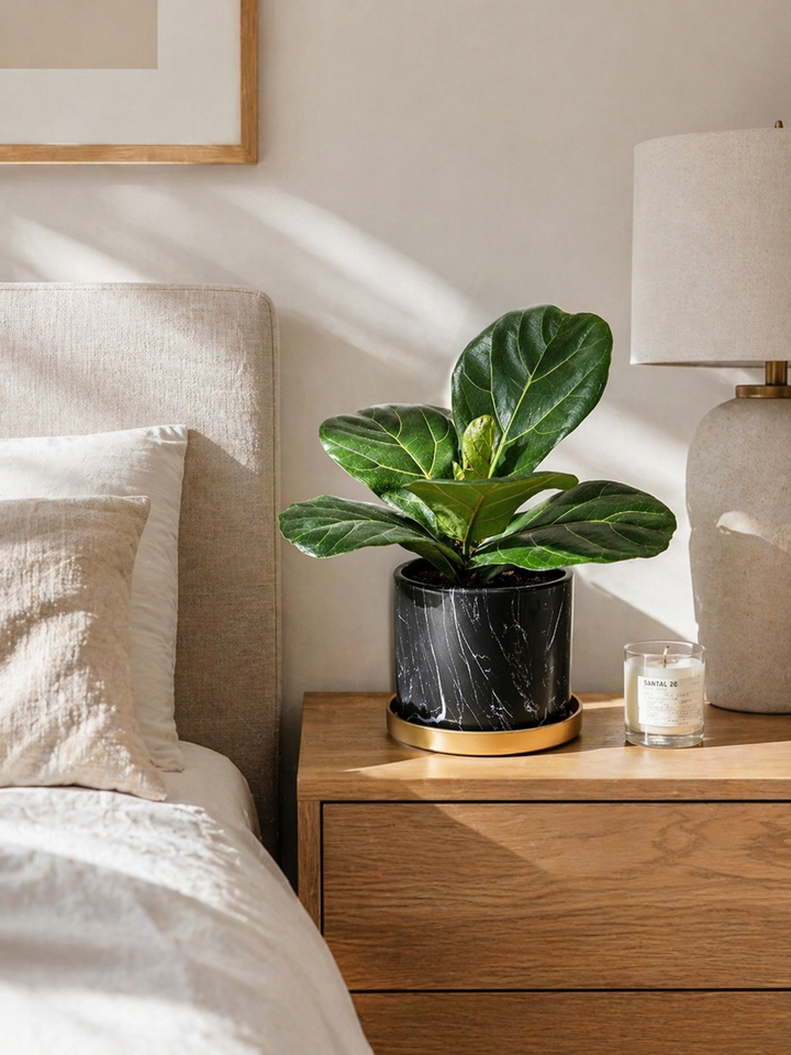 Fidel M (Ficus Lyrata)