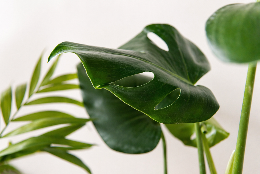 Baby Mariana (Monstera Deliciosa)