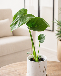 Baby Mariana (Monstera Deliciosa)
