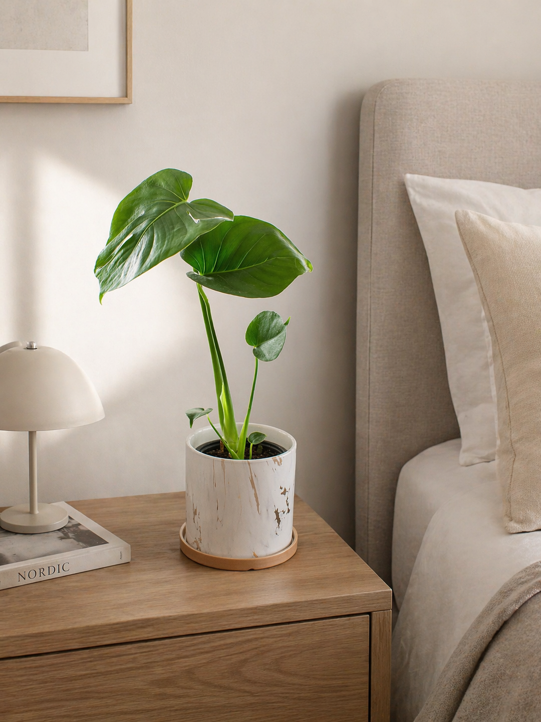 Baby Mariana (Monstera Deliciosa)