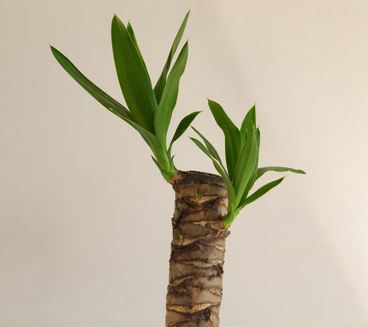 Baby Yolanda M (Yucca)