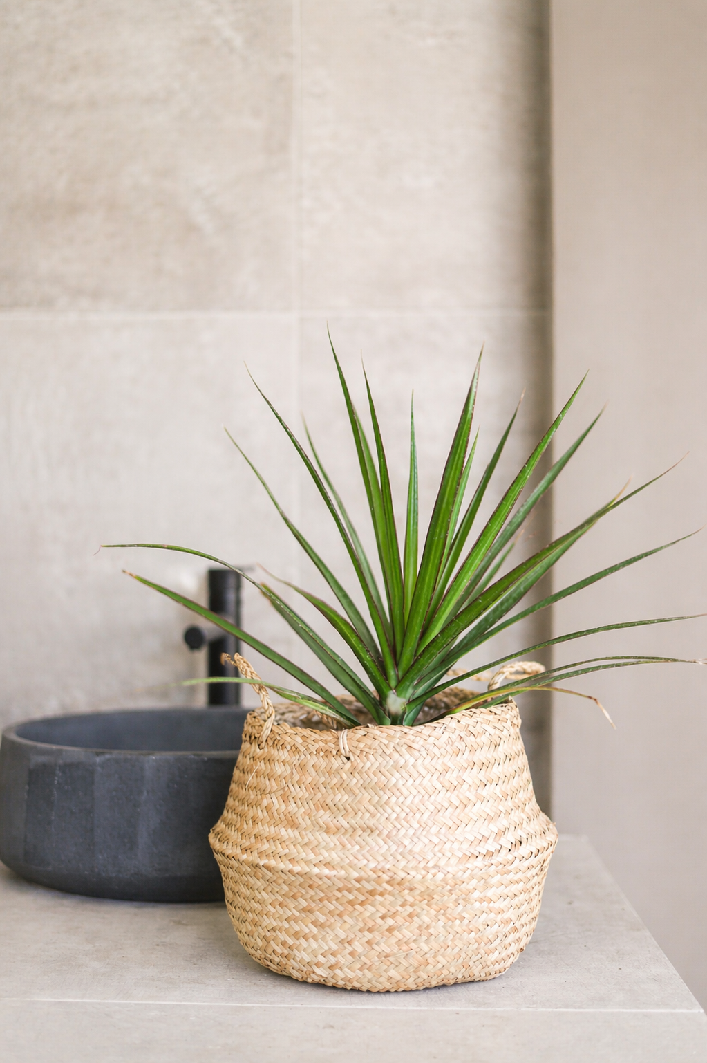 Baby Margaret (Dracena Marginata)