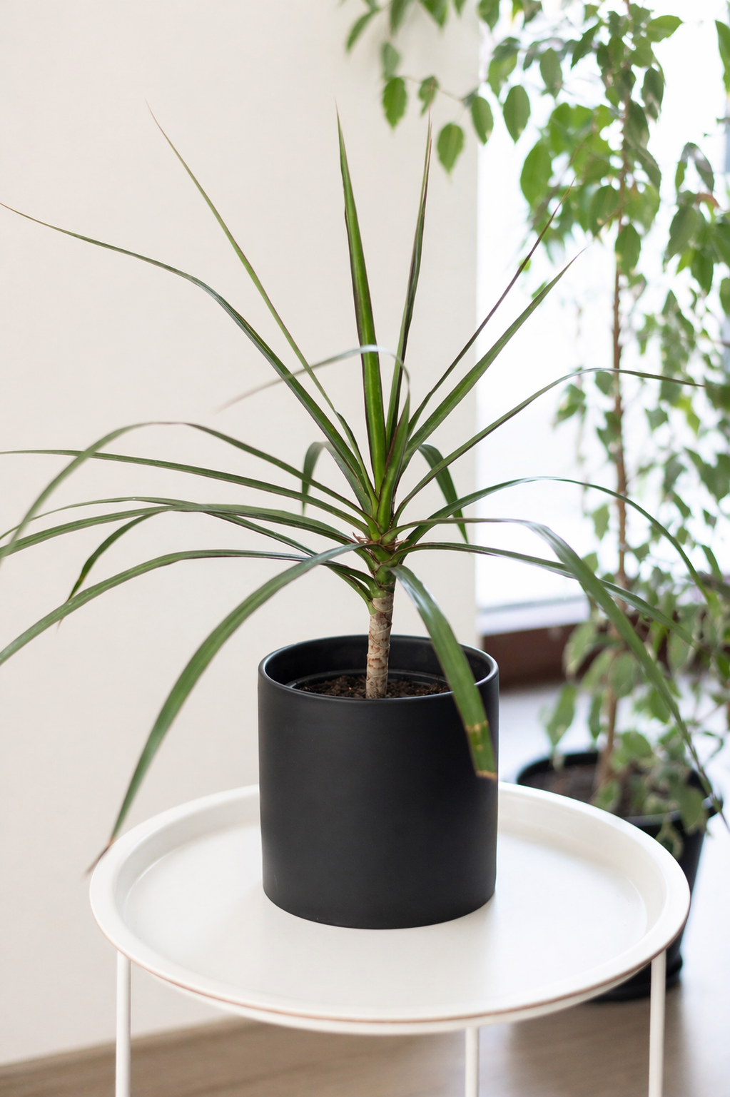 Baby Margaret (Dracena Marginata)