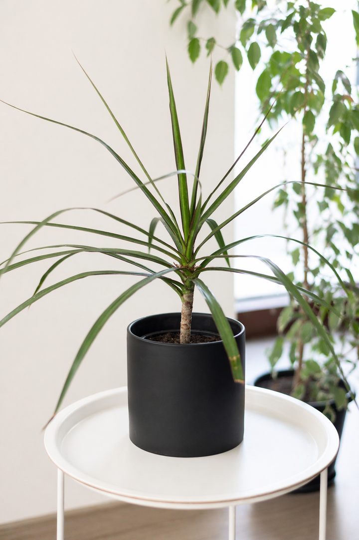 Baby Margaret (Dracena Marginata)