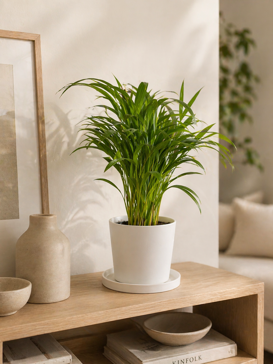 Andrea M (Palmera Areca)