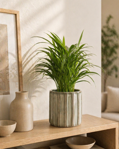 Andrea M (Palmera Areca)