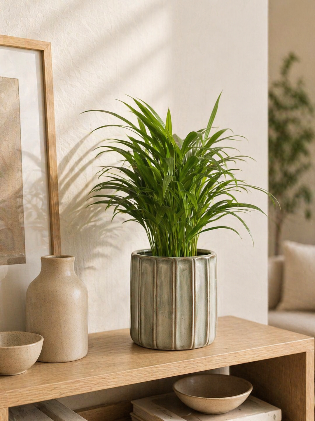 Andrea M (Palmera Areca)