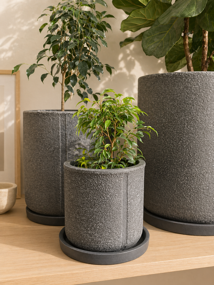 Bill M (Ficus Benjamina)