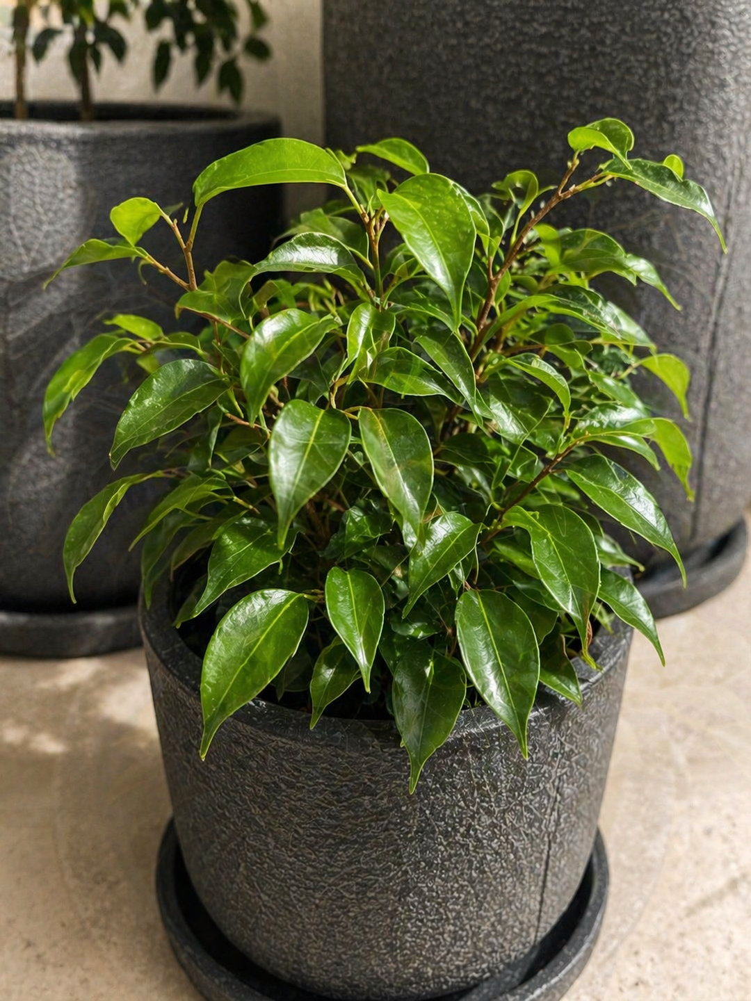 Bill M (Ficus Benjamina)