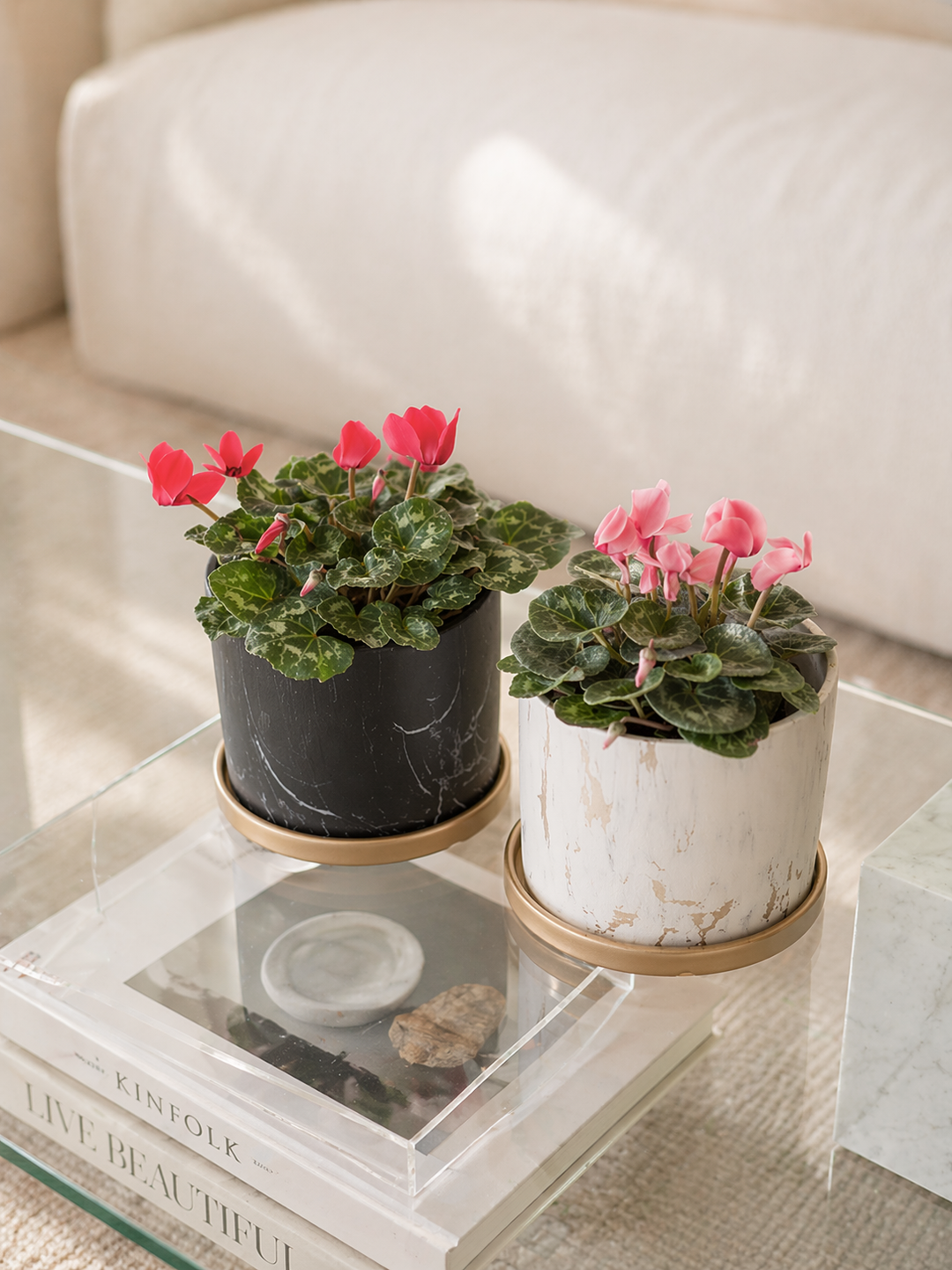 Violeta de Persia (Cyclamen)