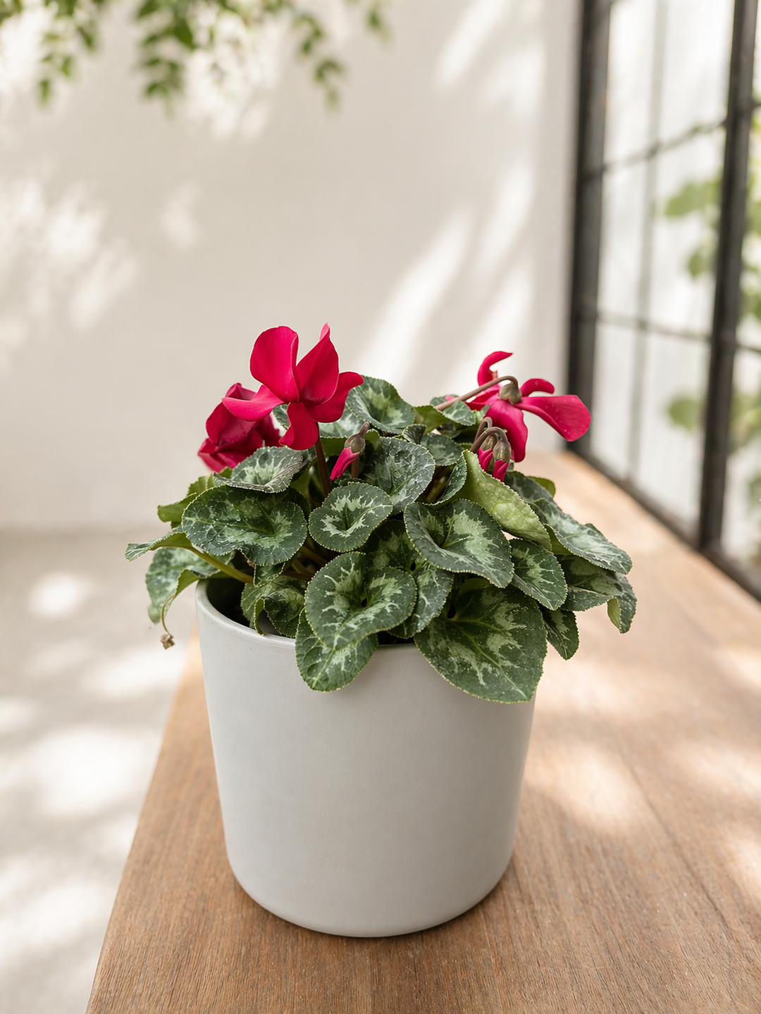 Violeta de Persia (Cyclamen)