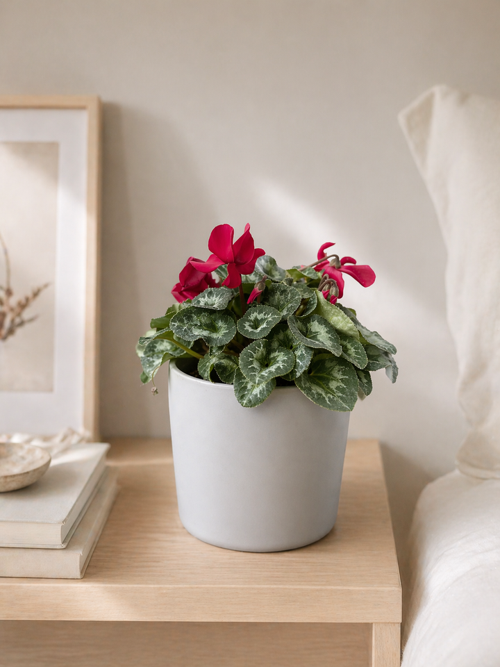 Violeta de Persia (Cyclamen)
