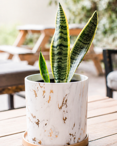 Baby Susan (Sansevieria)