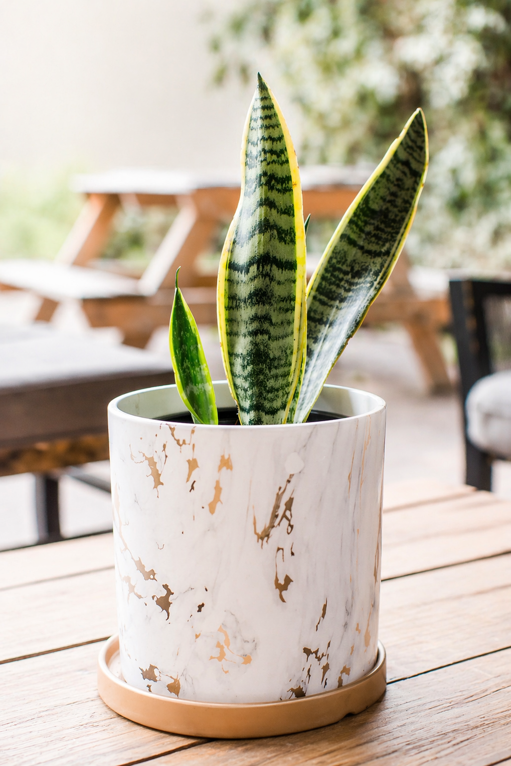 Baby Susan (Sansevieria)