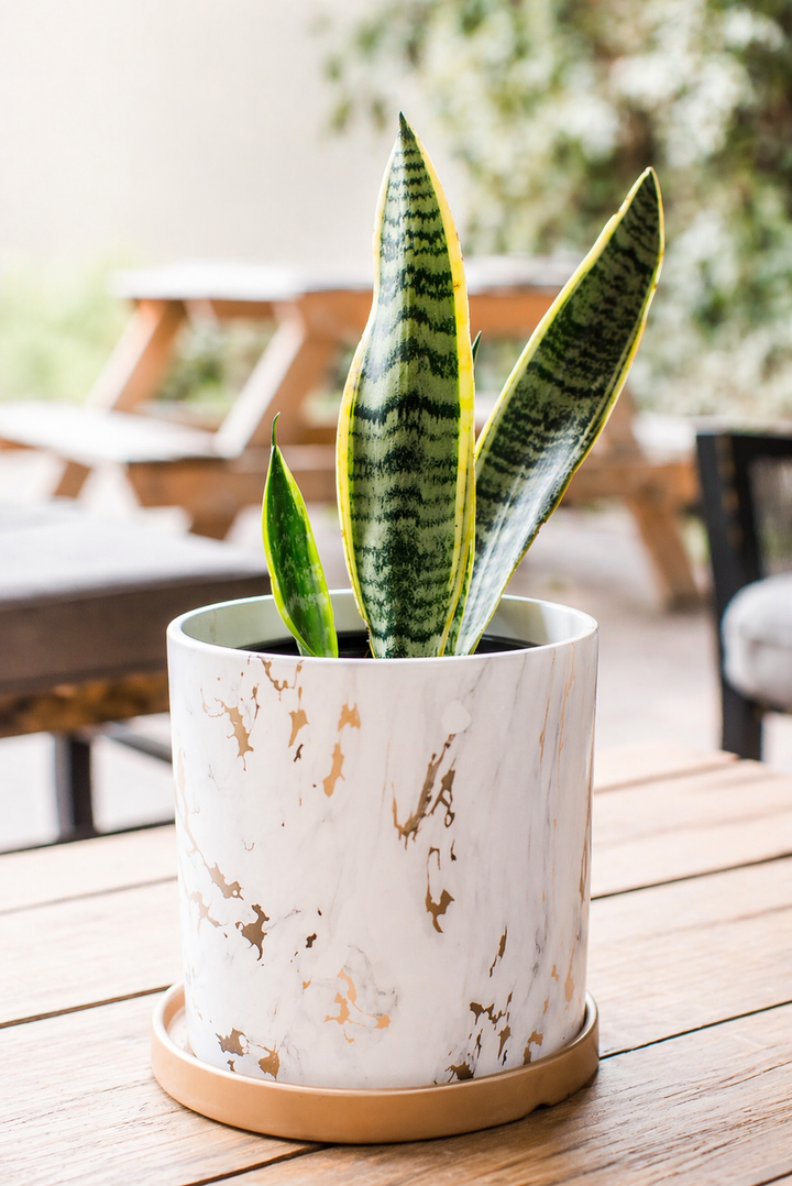 Baby Susan (Sansevieria)
