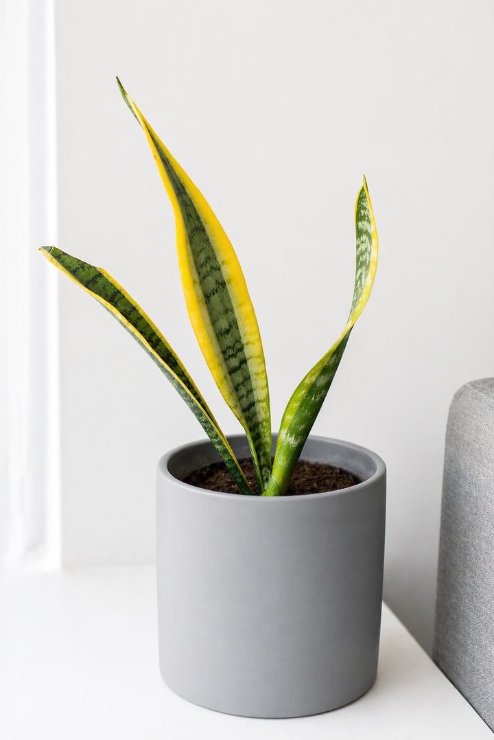 Baby Susan (Sansevieria)
