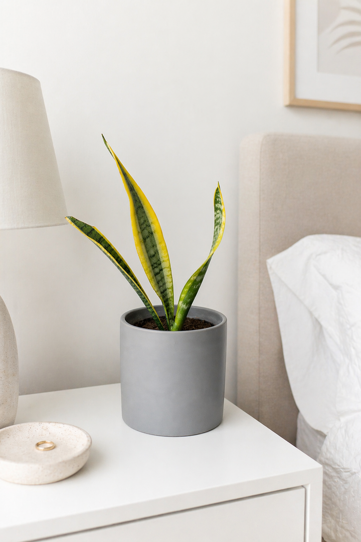 Baby Susan (Sansevieria)