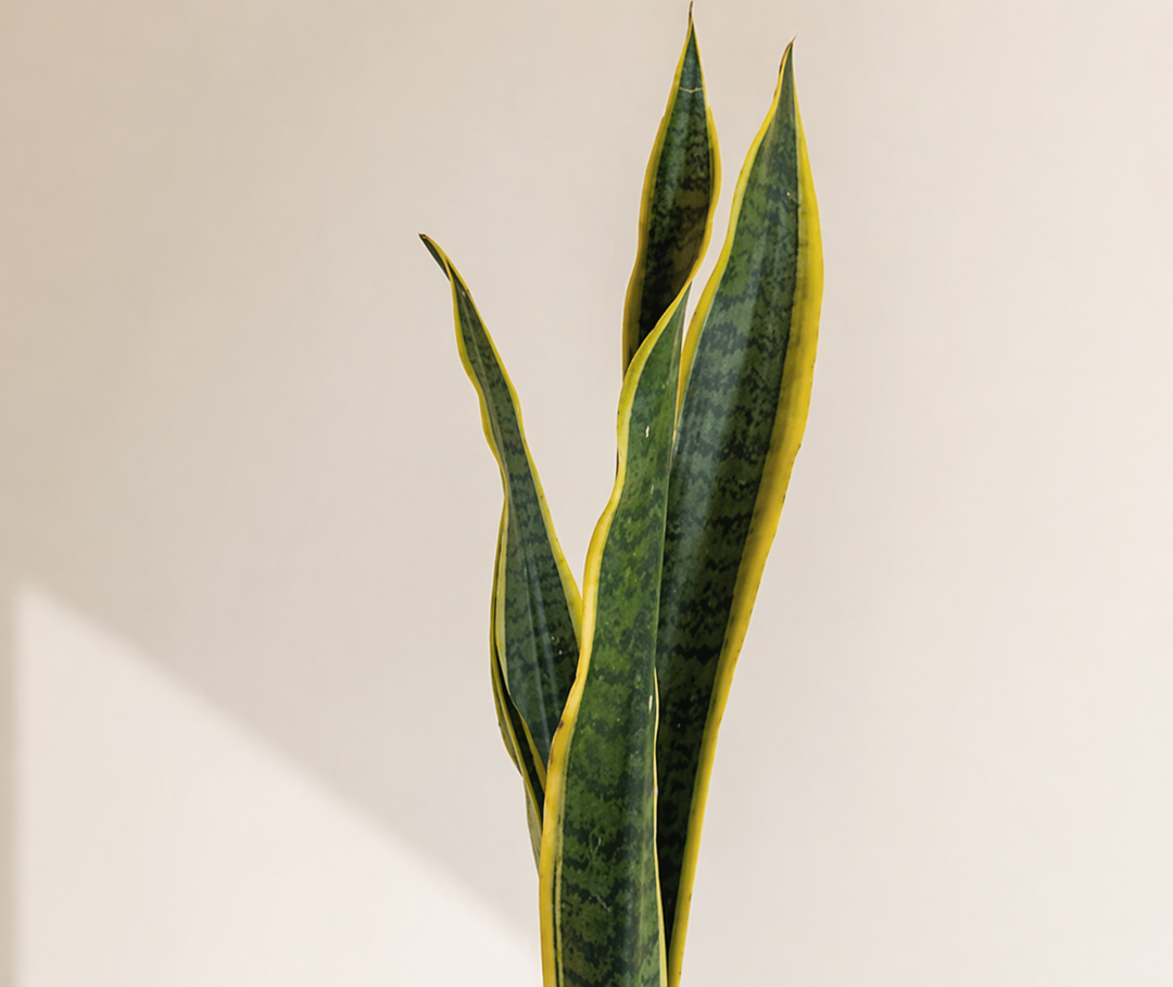 Baby Susan (Sansevieria)