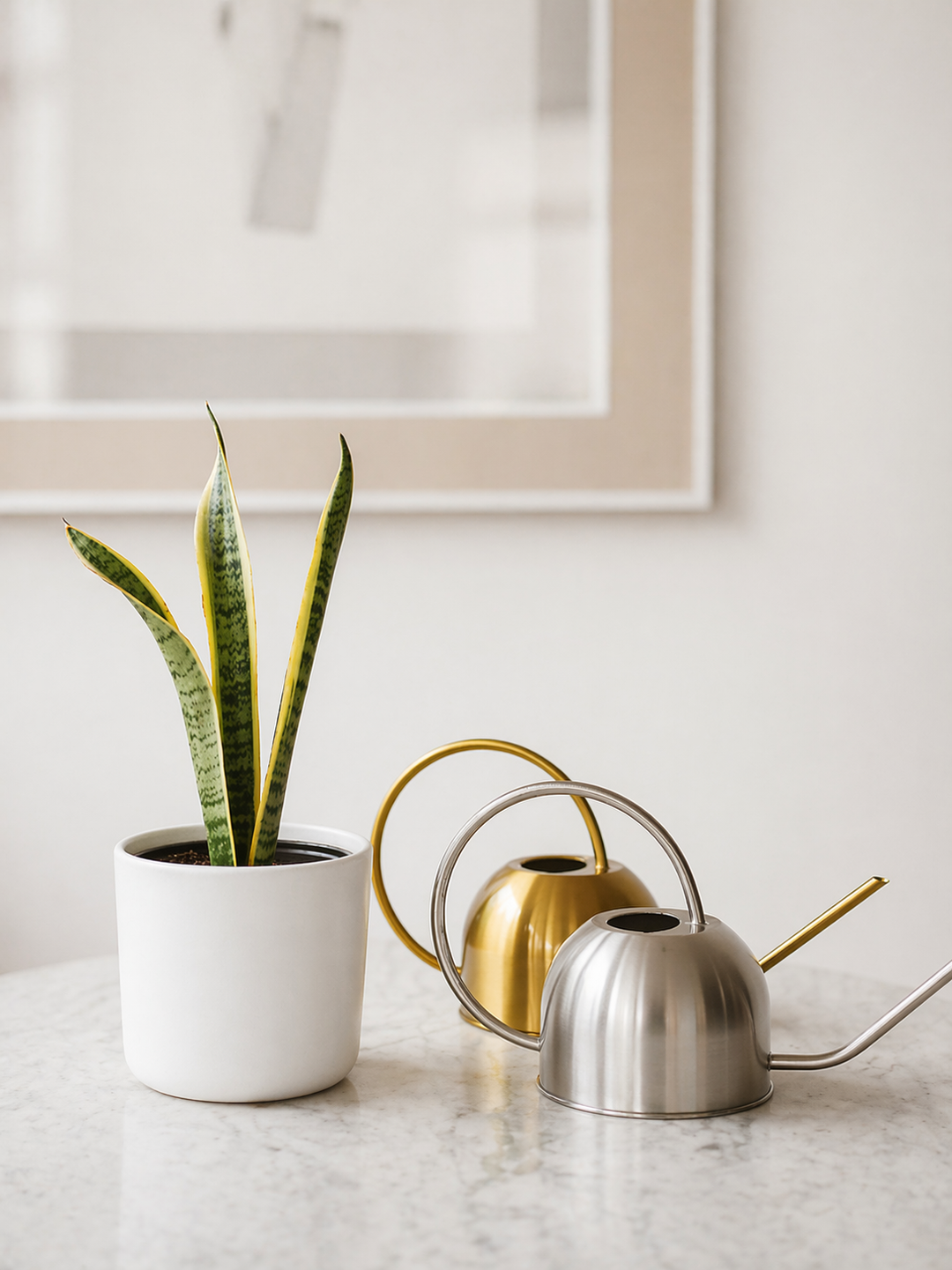 Baby Susan (Sansevieria)