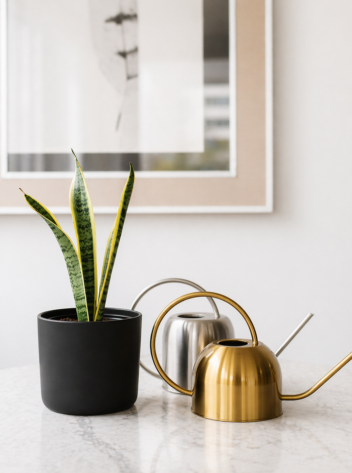 Baby Susan (Sansevieria)