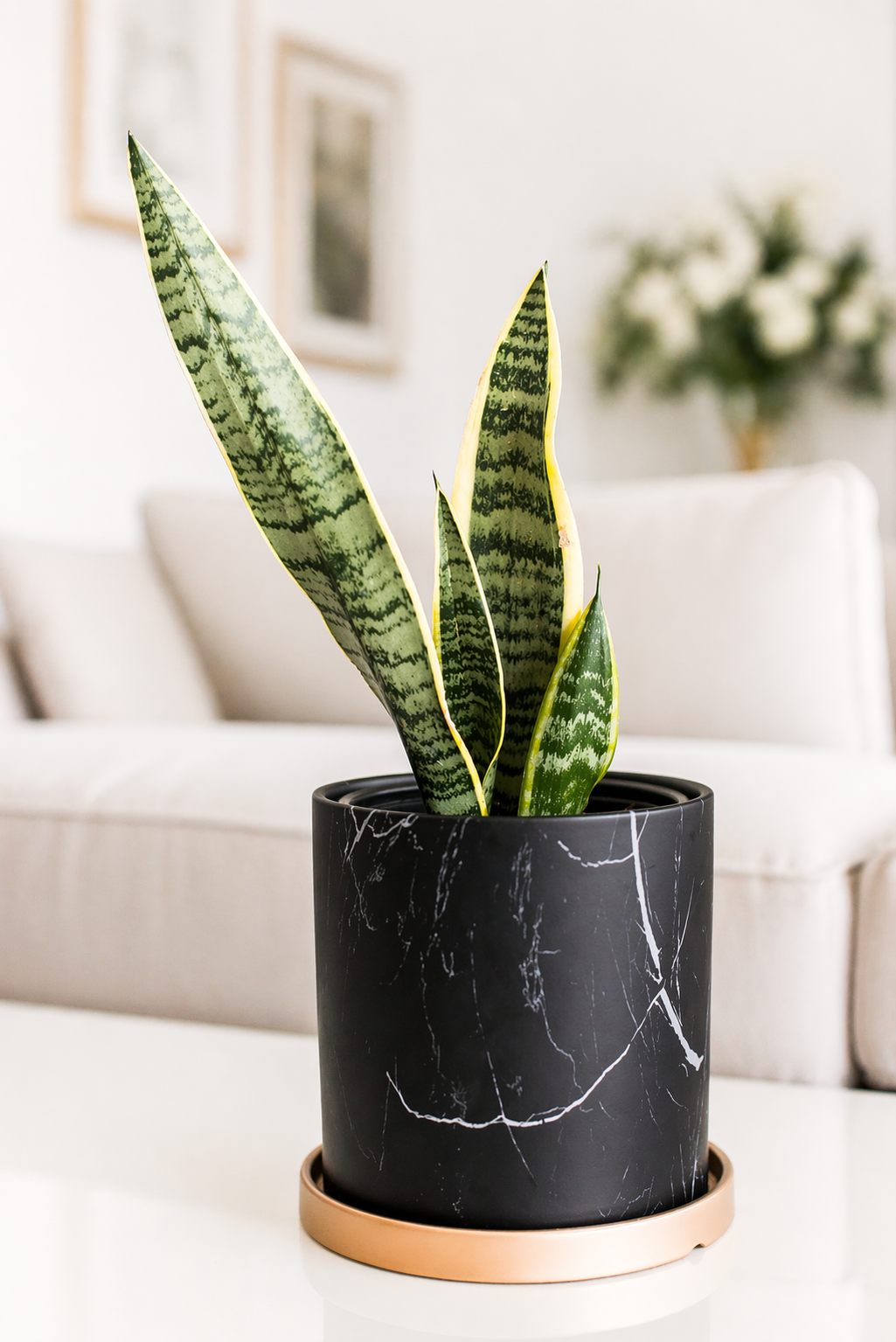 Baby Susan (Sansevieria)
