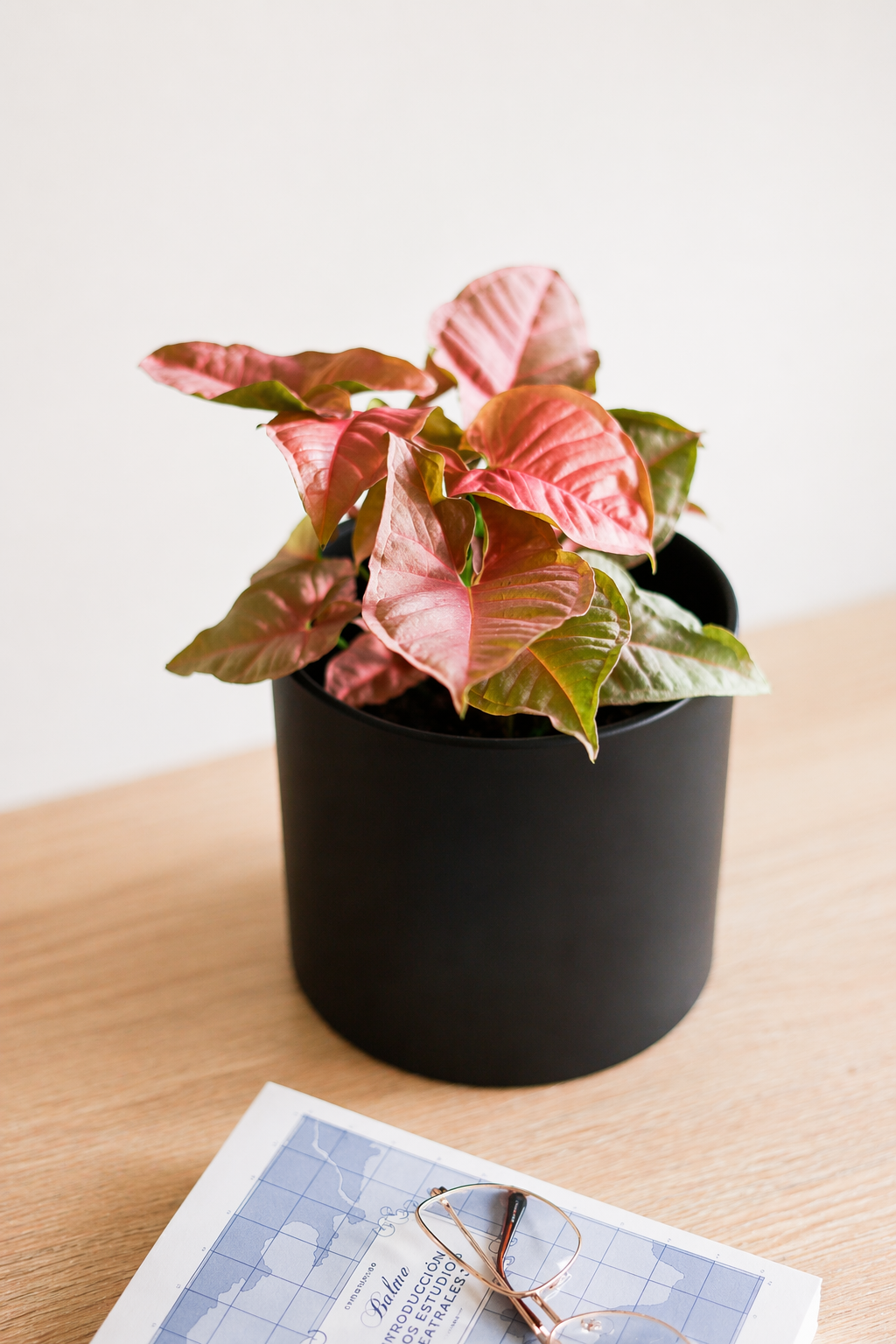 Roxana (Syngonio Rosado)