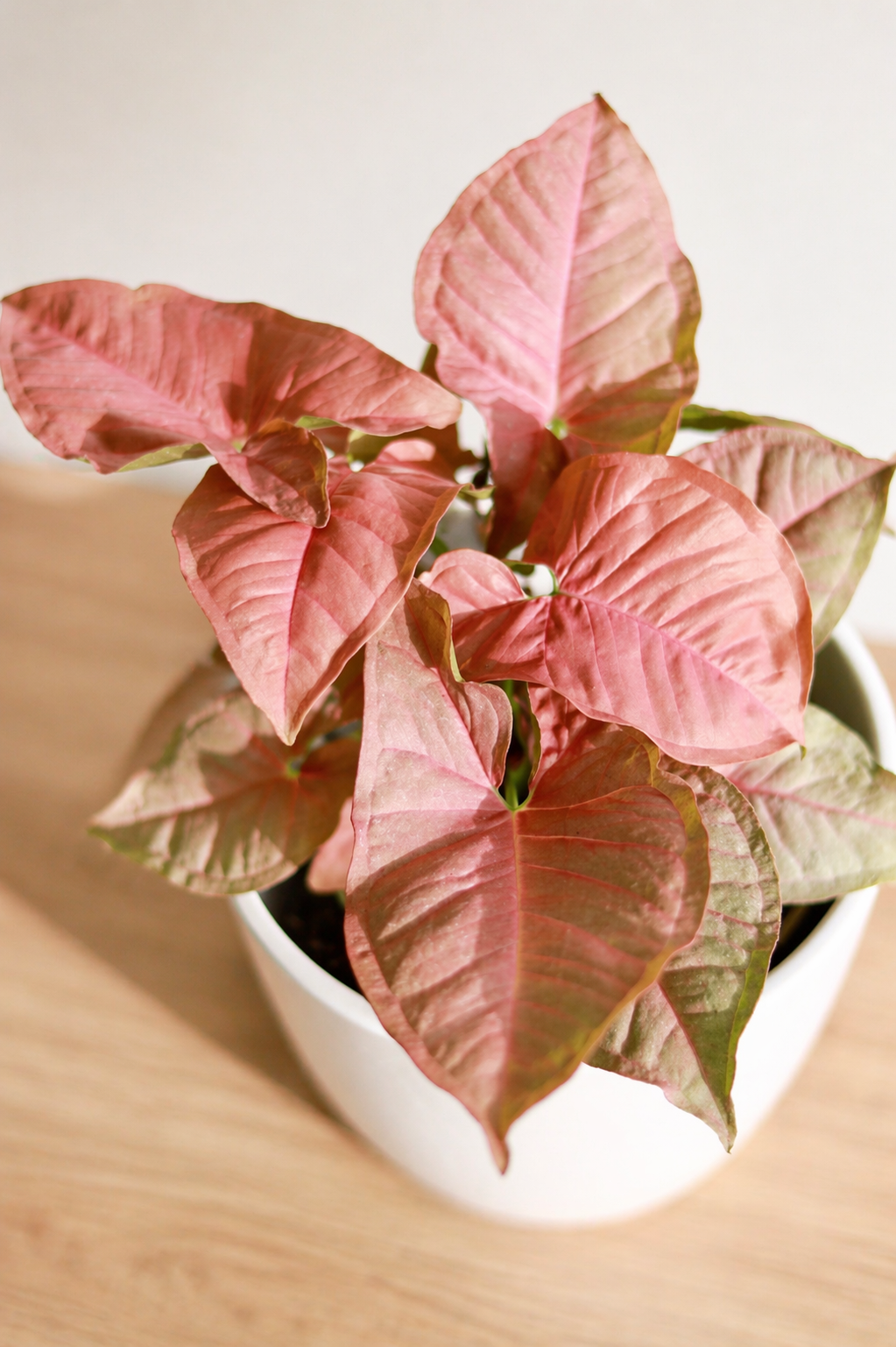 Roxana (Syngonio Rosado)