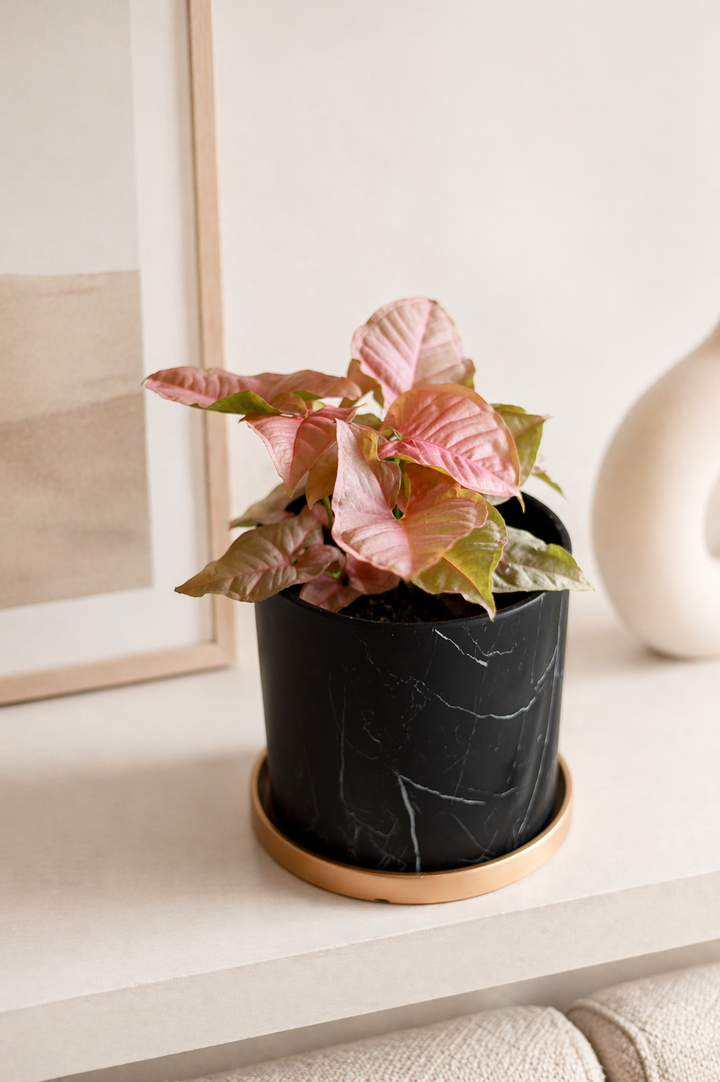 Roxana (Syngonio Rosado)