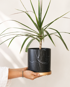 Baby Margaret (Dracena Marginata)
