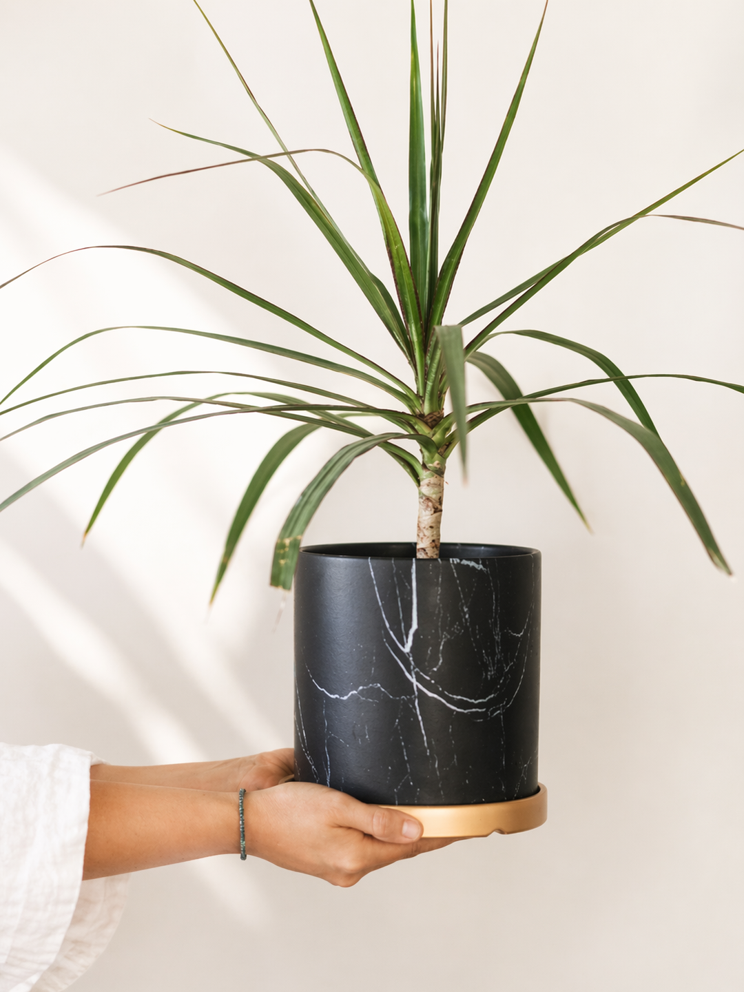 Baby Margaret (Dracena Marginata)