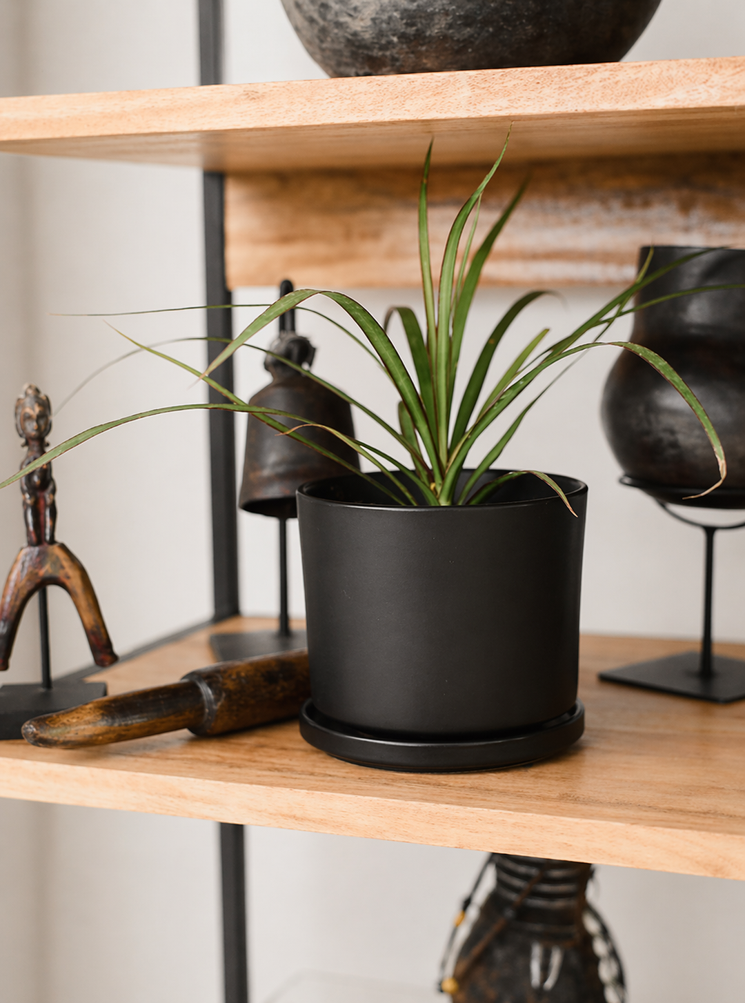 Baby Margaret (Dracena Marginata)