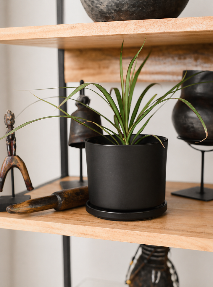 Baby Margaret (Dracena Marginata)