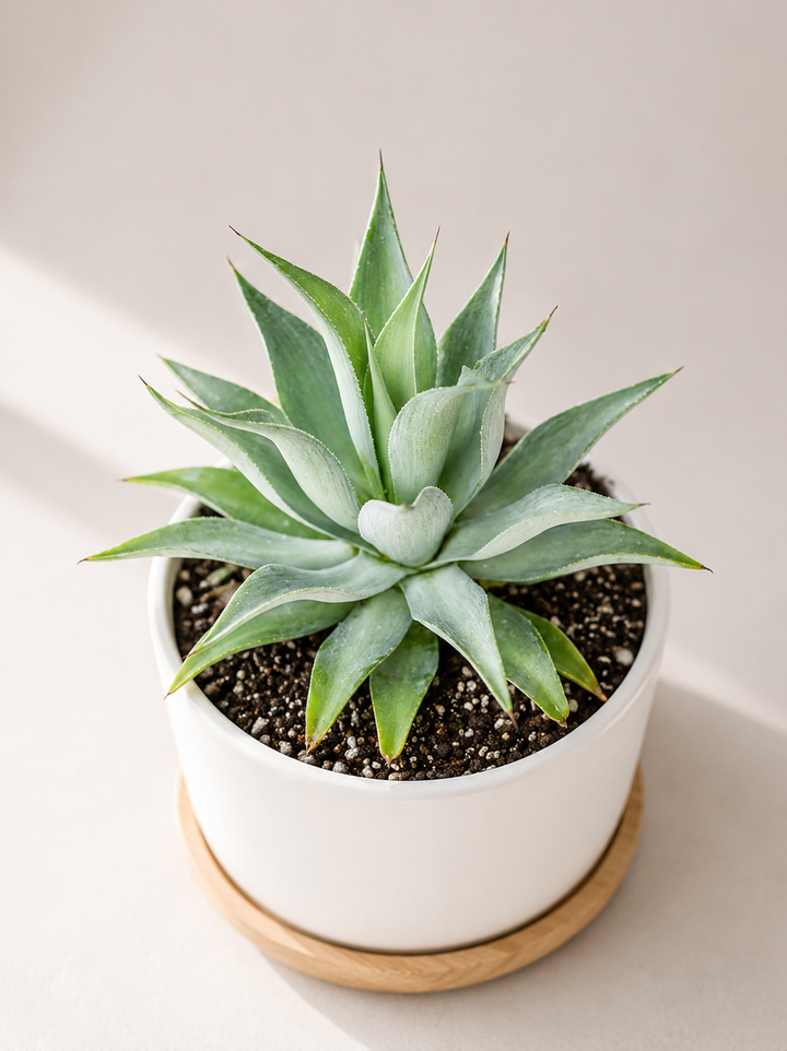 Agave Celsi Albicans