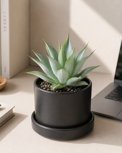 Agave Celsi Albicans