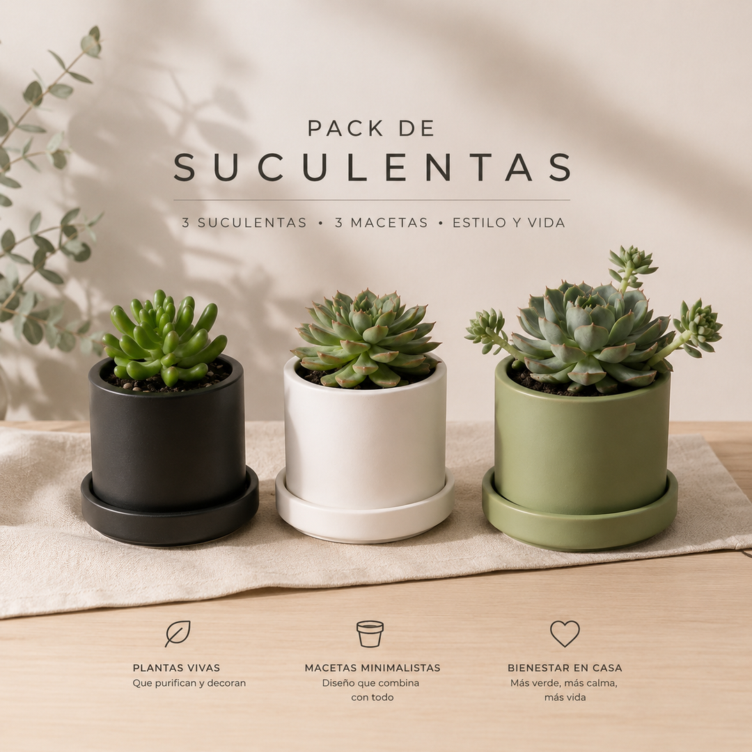 Trío de Suculentas