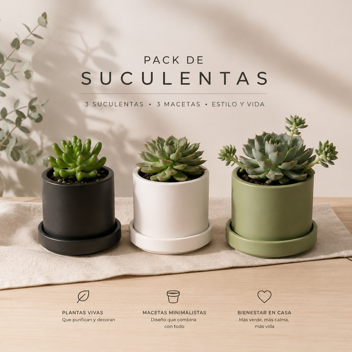 Trío de Suculentas