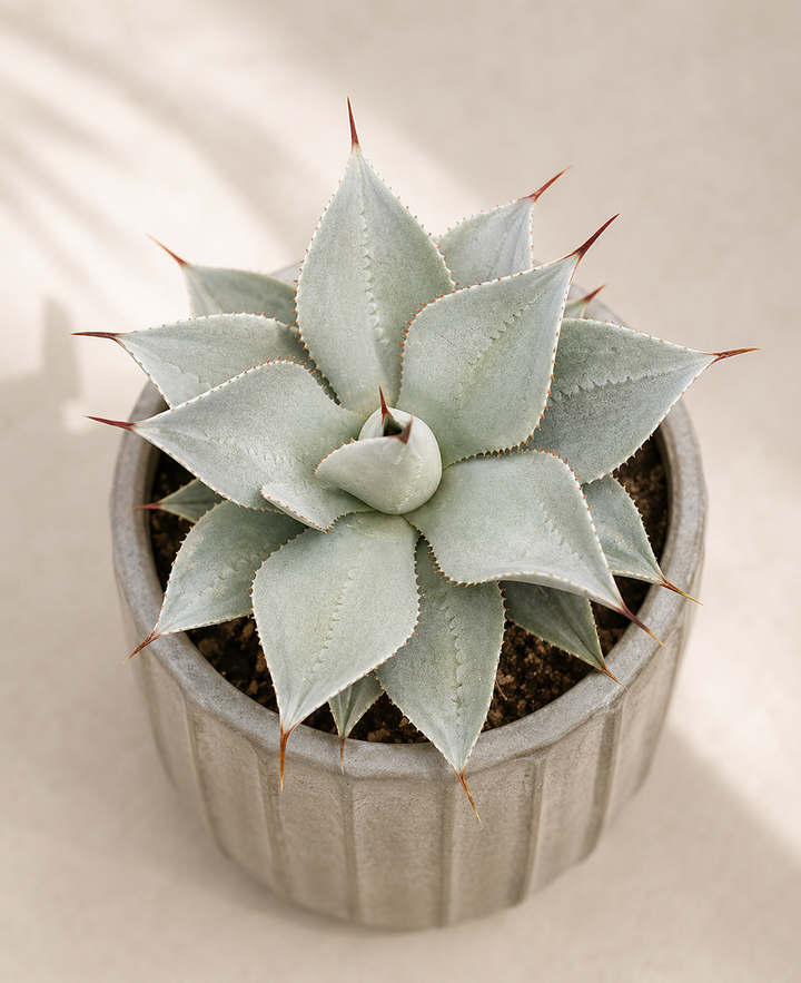 Agave (Blue Glow)