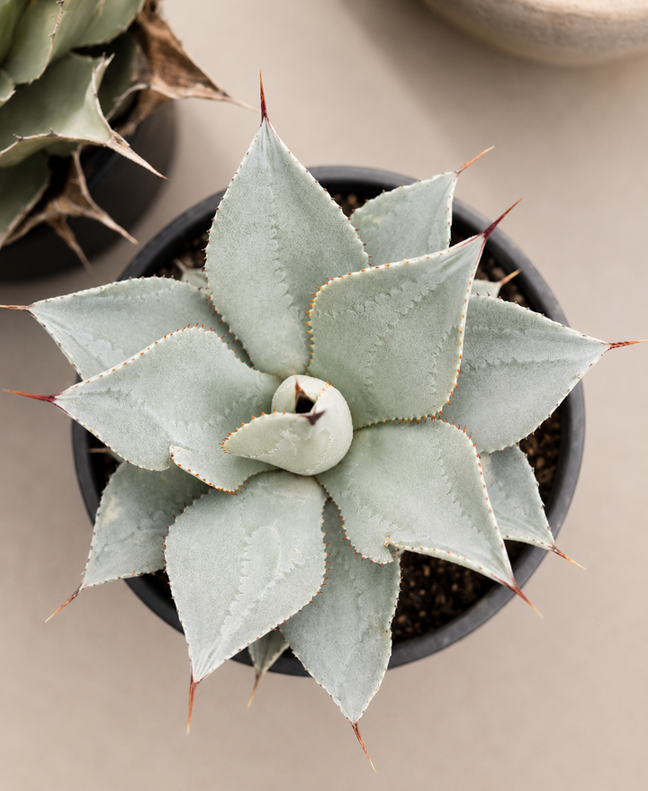 Agave (Blue Glow)