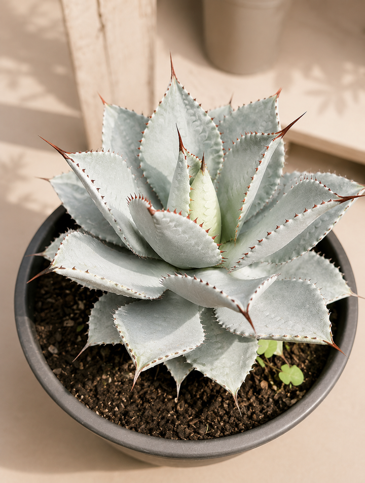 Agave (Blue Glow)