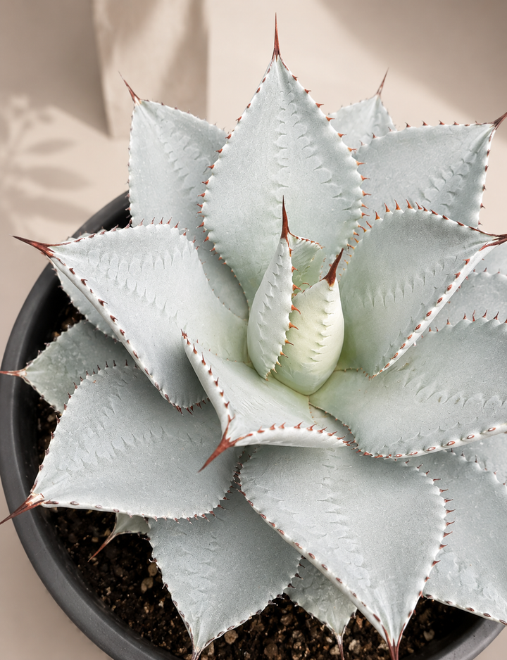 Agave (Blue Glow)