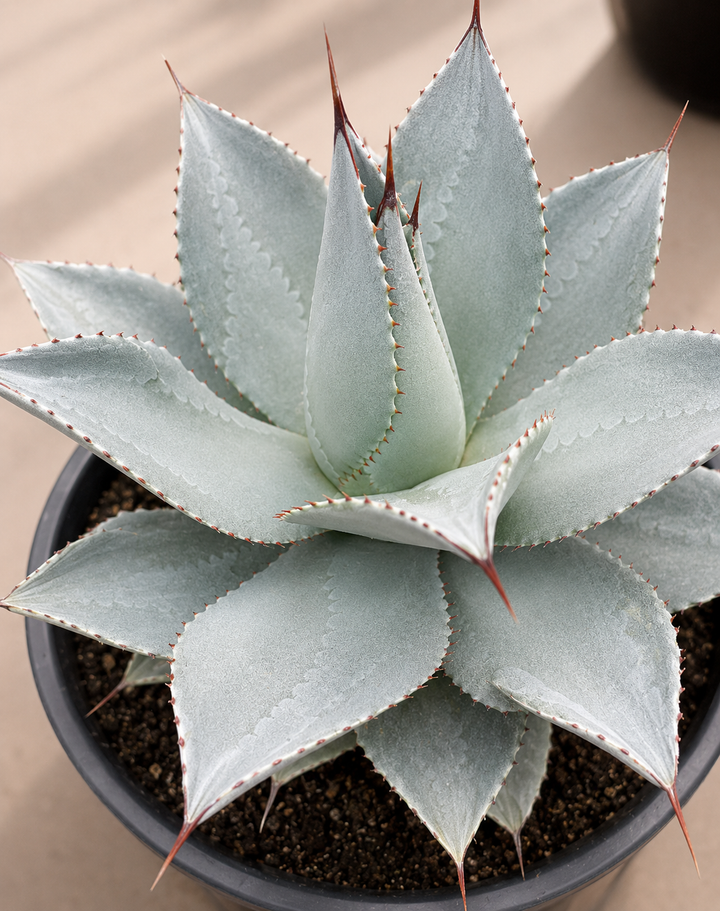 Agave (Blue Glow)