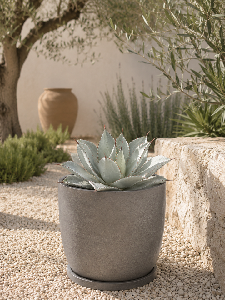 Agave (Blue Glow)