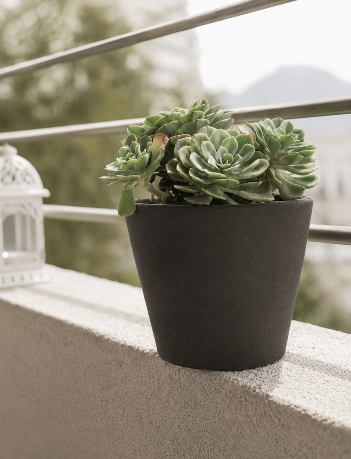 Echeveria Elegans