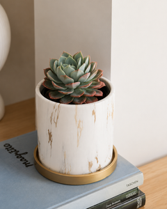 Echeveria Elegans