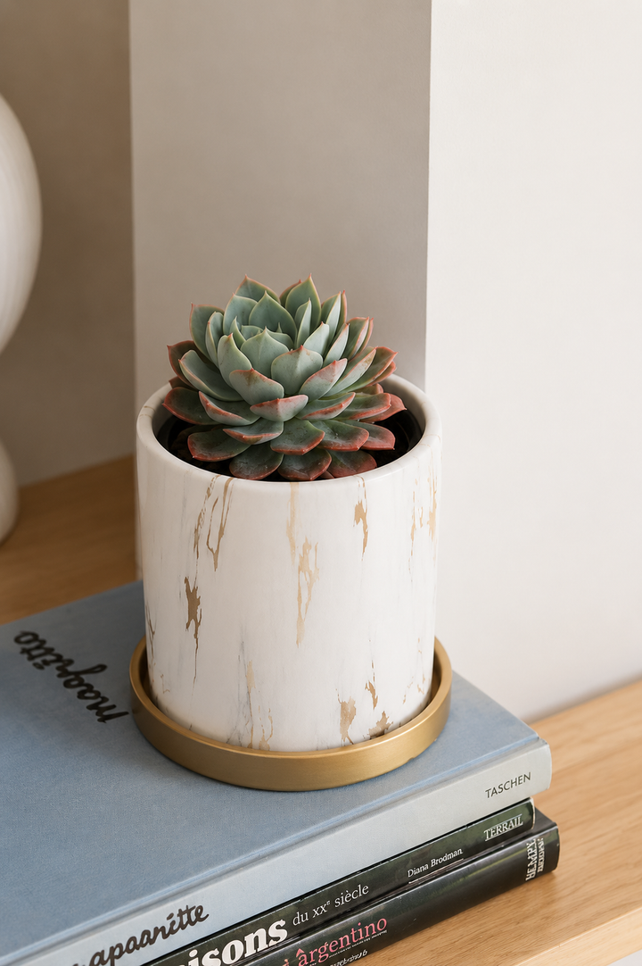 Echeveria Elegans