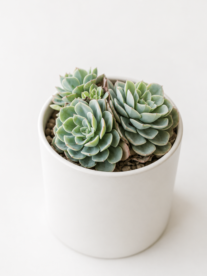 Echeveria Elegans