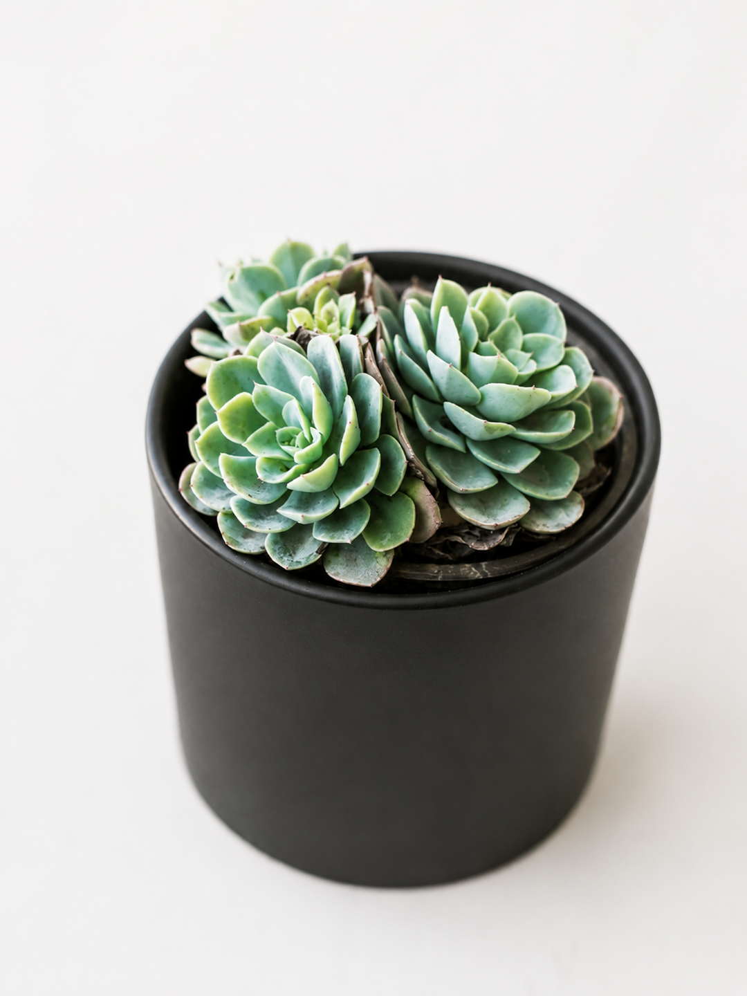 Echeveria Elegans