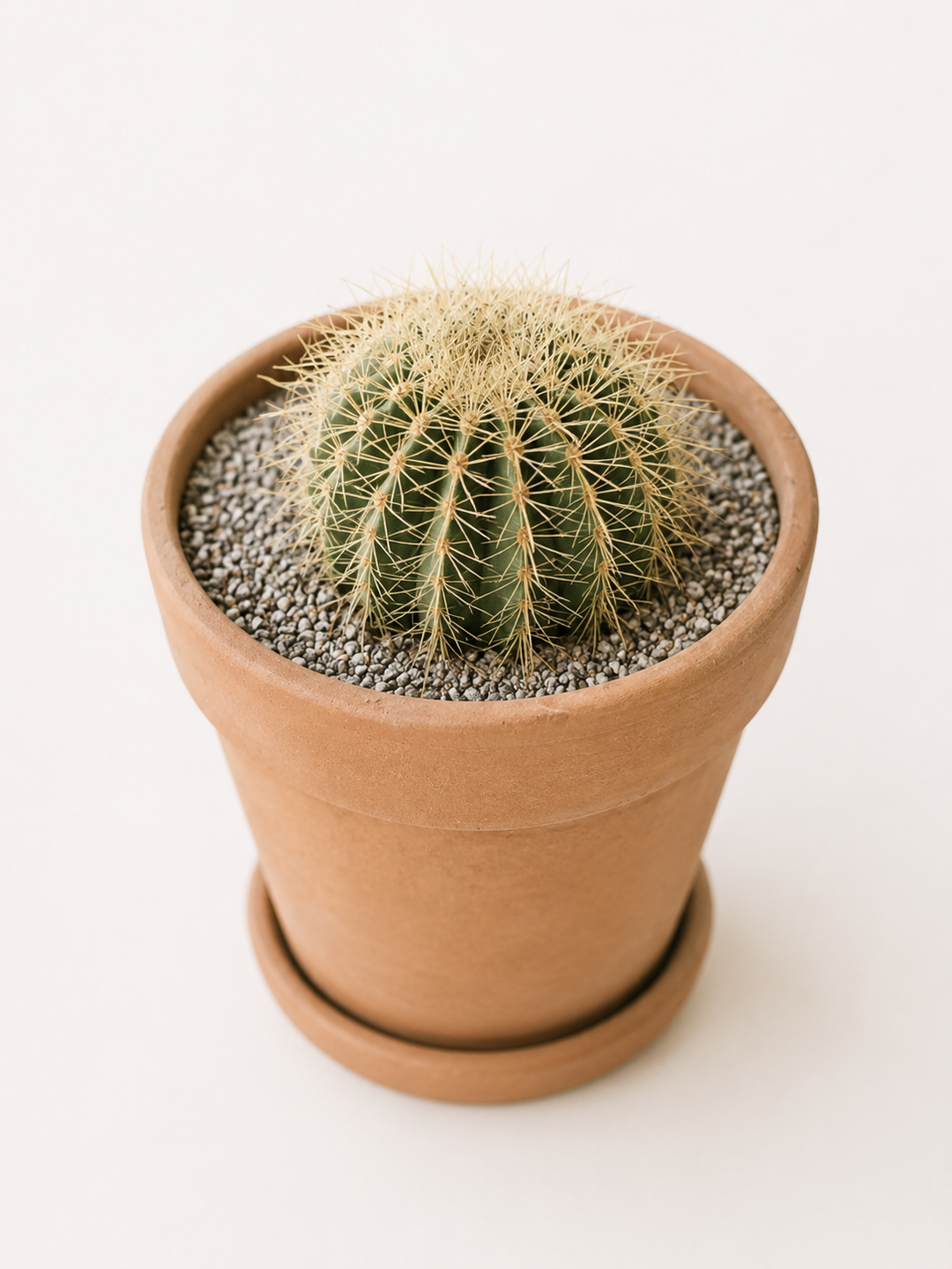 Asiento de Suegra (Echinocactus Grusonii)