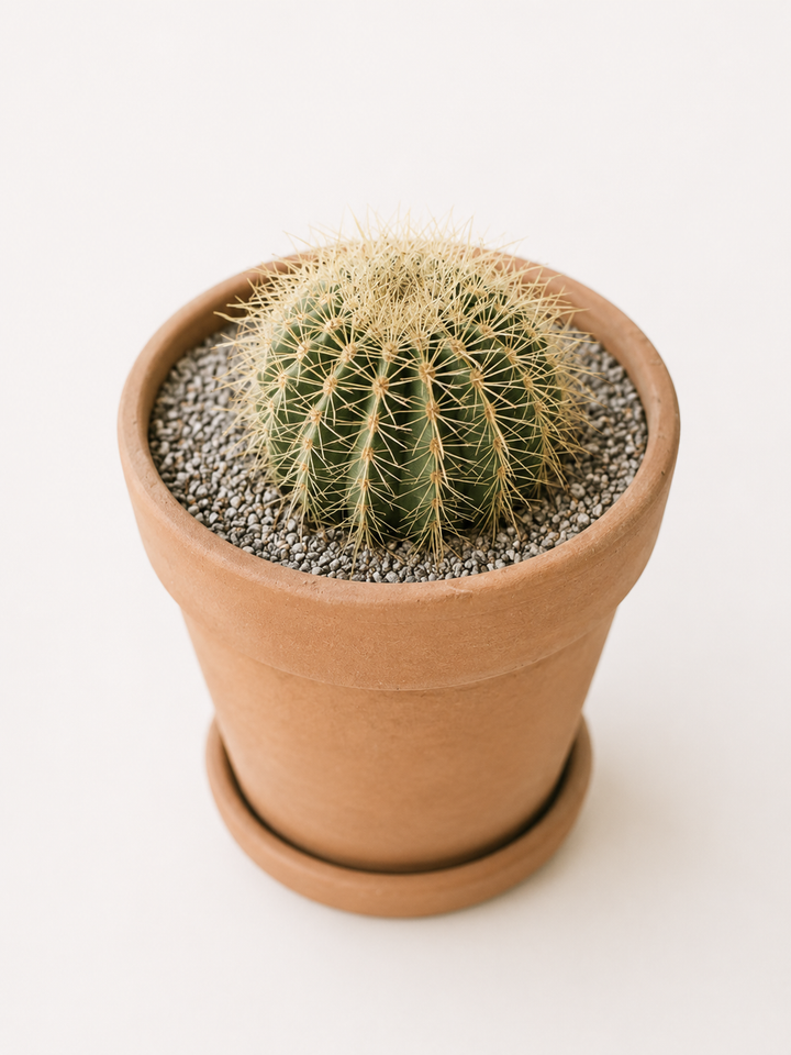 Asiento de Suegra (Echinocactus Grusonii)